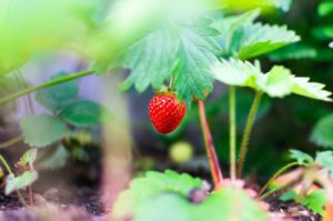 agriculture-blur-color-298694