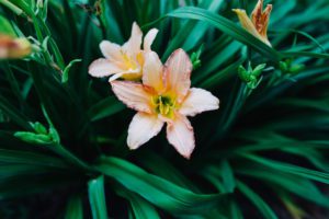 Bloom-1