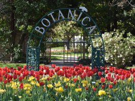 Tulips Spring Flowers Wichita