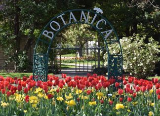 Tulips Spring Flowers Wichita