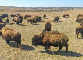Maxwell Wildlife Refuge Kansas Prairie