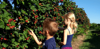 Where to Pick Berries in Wichita