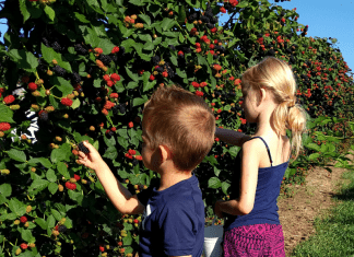 Where to Pick Berries in Wichita