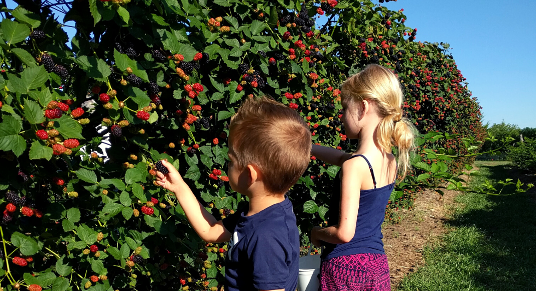 berry picking in Wichita with kids Where to Pick Berries in Wichita