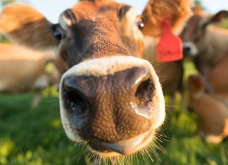 Happy Cows Organic Valley