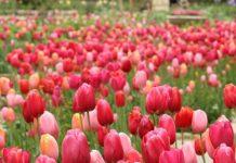 bartlett arboretum tulip time