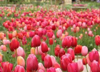 bartlett arboretum tulip time