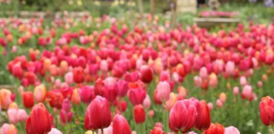 bartlett arboretum tulip time