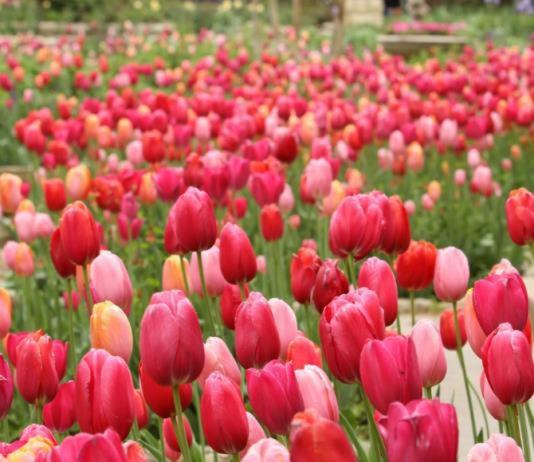 bartlett arboretum tulip time