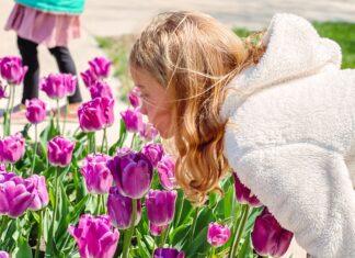 Spring Flowers Wichita