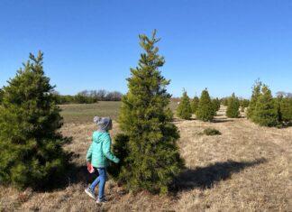 Christmas Tree Farms