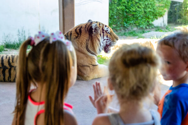 2025 Birthday Zoo 2025 Birthday Zoo